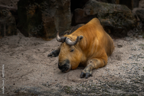 Tibetan Takin resting (budorcas taxicolor tibetana) photo