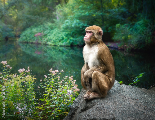 Japanese Macaque or Snow Monkey (macaca fuscata) photo