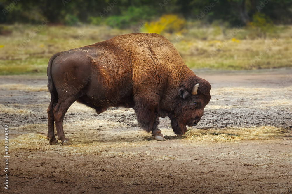 Fototapeta premium Beautiful American Bison (bison bison)