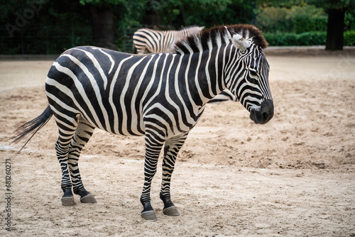Grants Zebra (equus quagga boehmi)