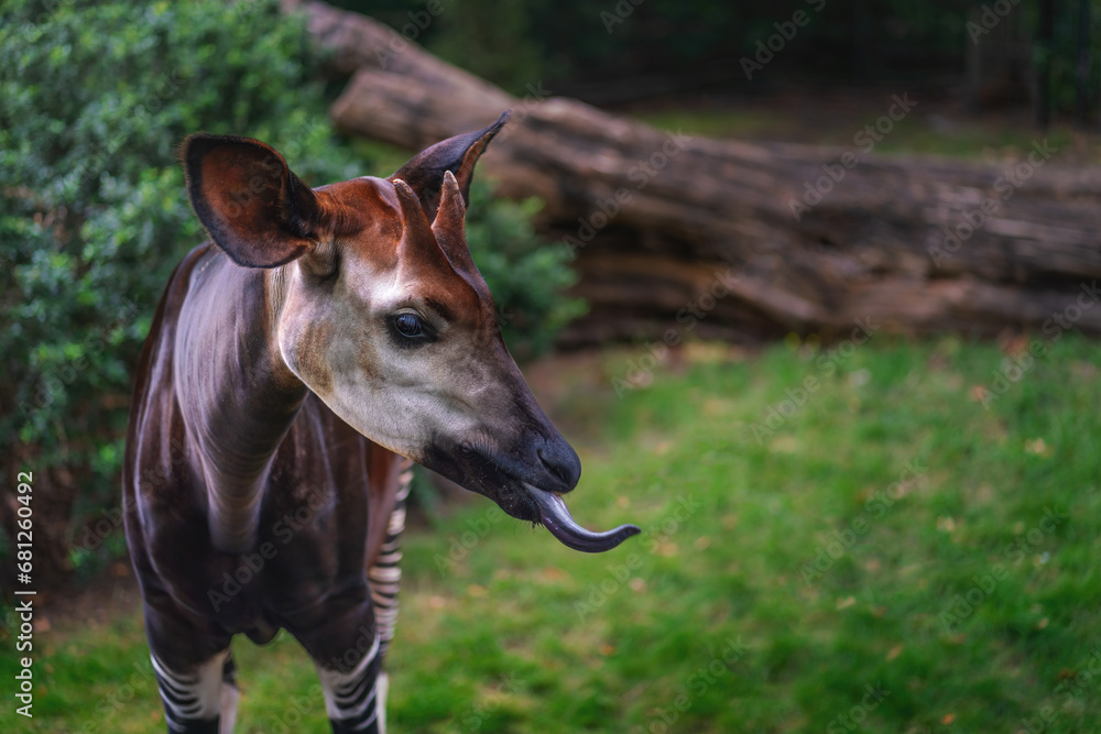 Okapi Showing Blue Tongue okapia Johnstoni Stock Photo Adobe Stock