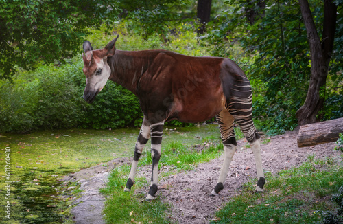 Beautiful Okapi standing (okapia johnstoni) photo