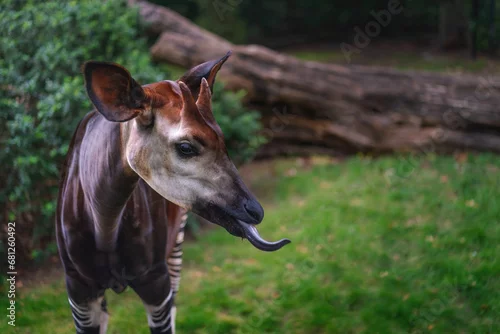 Obraz Okapi showing blue tongue (okapia johnstoni)