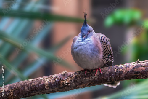 Crested pigeon sleeping (ocyphaps lophotes) photo