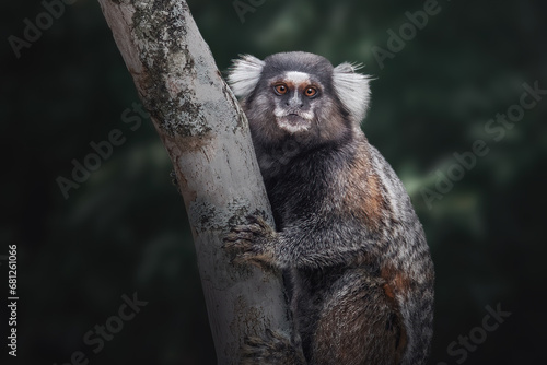 Obraz na płótnie Common Marmoset or White-tufted Marmoset (callithrix jacchus) w salonie