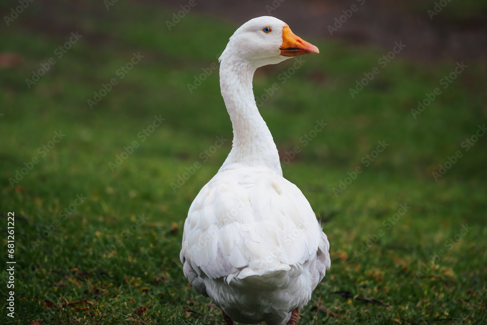 White Emden Goose (Anser domesticus)