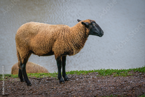 Black Head Domestic Sheep on a farm photo
