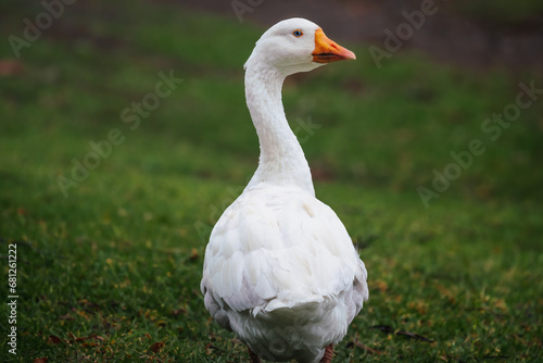 Obraz na płótnie White Emden Goose (Anser domesticus) w salonie