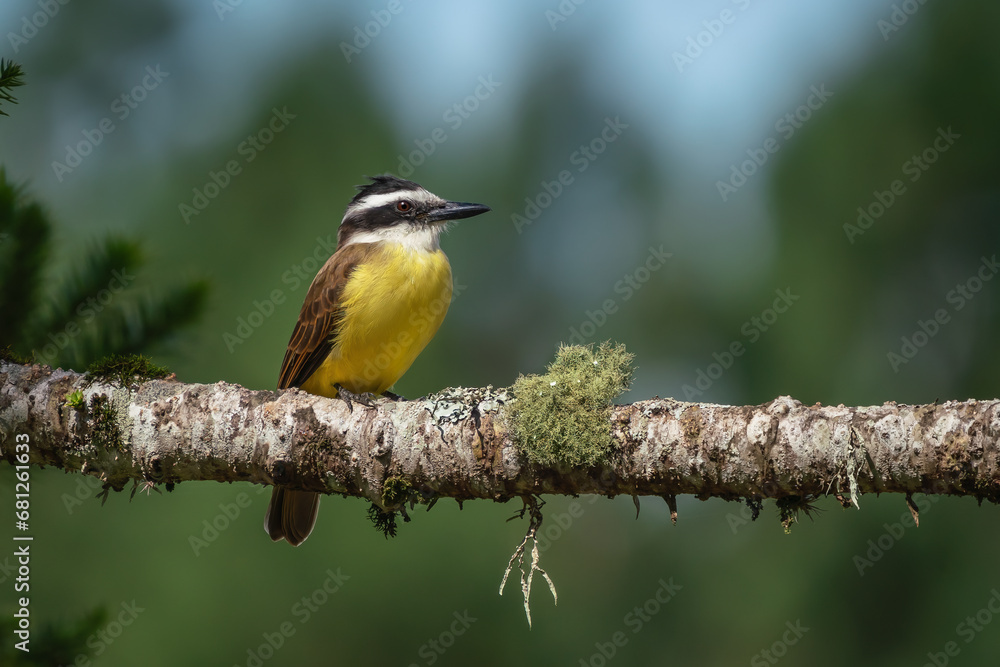 Fototapeta premium Great Kiskadee bird (Pitangus sulphuratus)