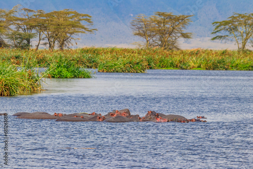 Group of hippos  Hippopotamus amphibius  in a lake in Ngorongoro Crater national park  Tanzania
