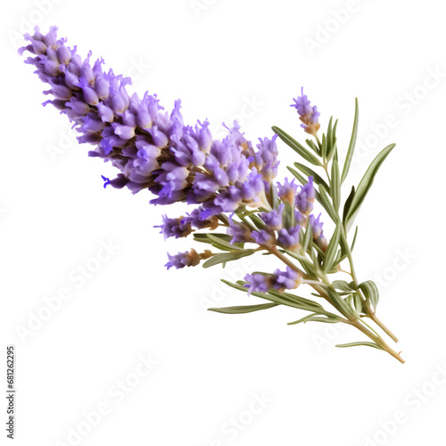 An Isolated Lavender Flower on a Transparent background