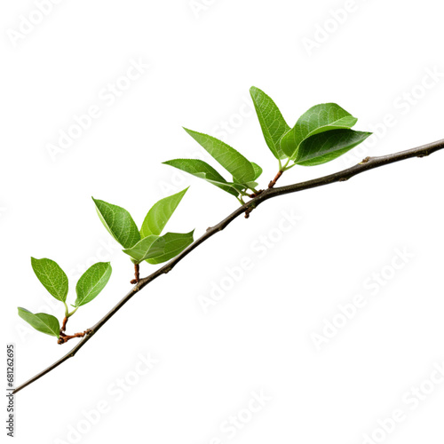 A Vibrant Branch of a Tree With Lush Foliage