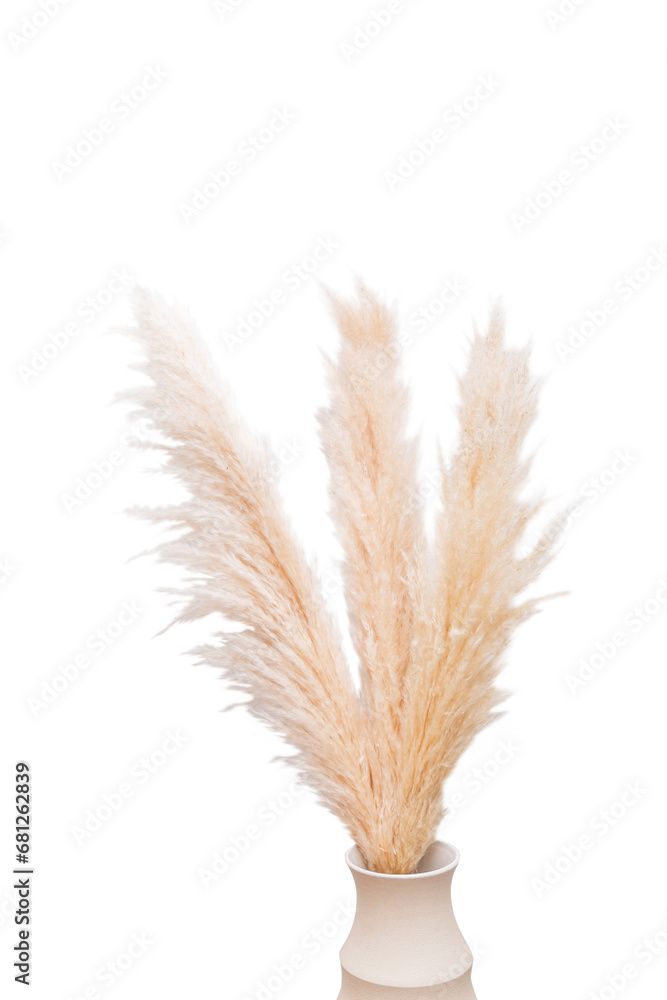 Fototapeta premium Dried pampas grass bunch on white background
