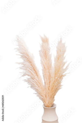 Dried pampas grass bunch on white background