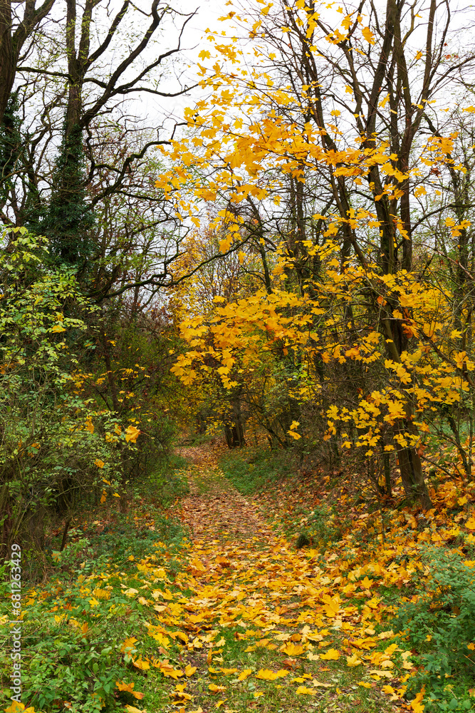 Fototapeta premium Colorful autumn Landscape in the Central Bohemian Region of the Czech Republic, Kokorin