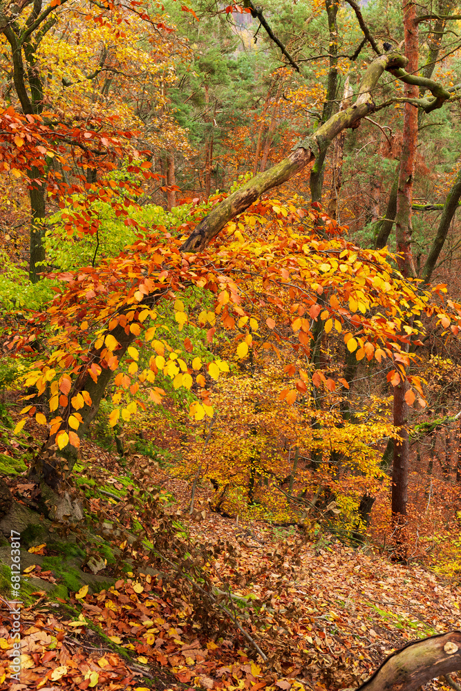 Colorful autumn Landscape in the Central Bohemian Region of the Czech Republic, Kokorin