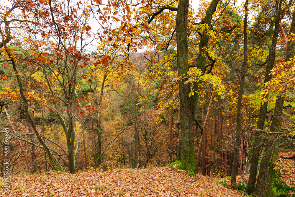 Colorful autumn Landscape in the Central Bohemian Region of the Czech Republic, Kokorin