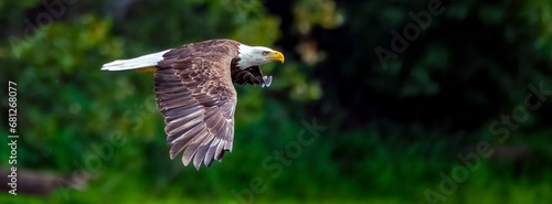 Fotografija A bald eagle in flight with wings spread and eyes looking forward