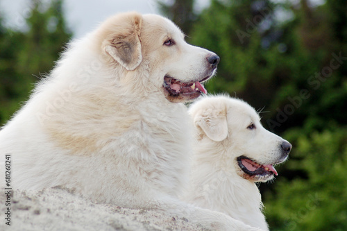 friendship between two dogs, the Pyrenean Mountain Dogs lying in the nature