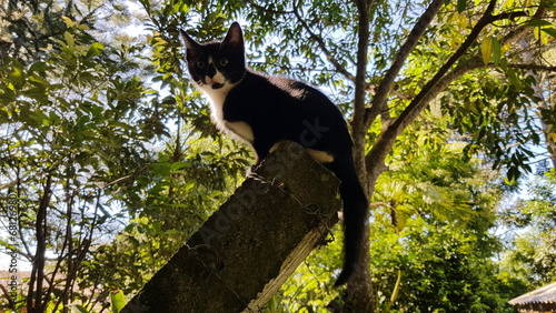 A tiny and curious cat observing the trees.