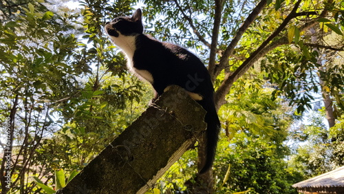 A tiny and curious cat observing the trees.