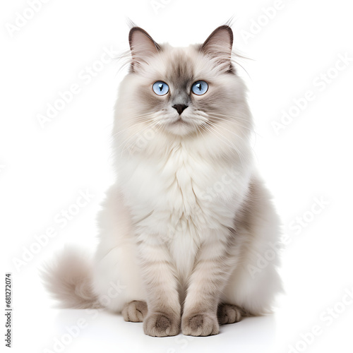 Birman, Himalayan, Ragdoll Cat Kitten Isolated on White Background - Generative AI