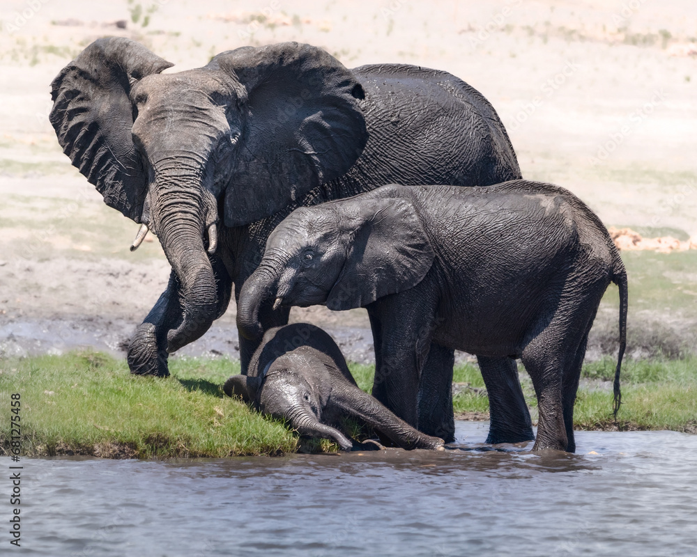 Fototapeta premium Group of 3 elephants, baby and adults. playing by the water in the Okavango Delta, Botswana, Africa