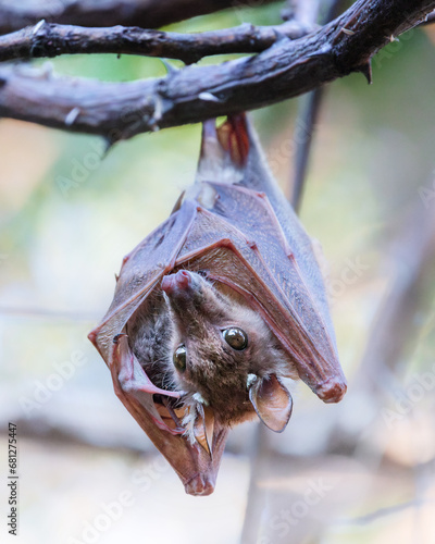 Fruit bat, in the day, hanging in a tree sleeping, in Botswana, Africa