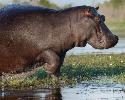 Large Hippopotamus  splashing in a river in the Okavango Delta  Botswana  Africa