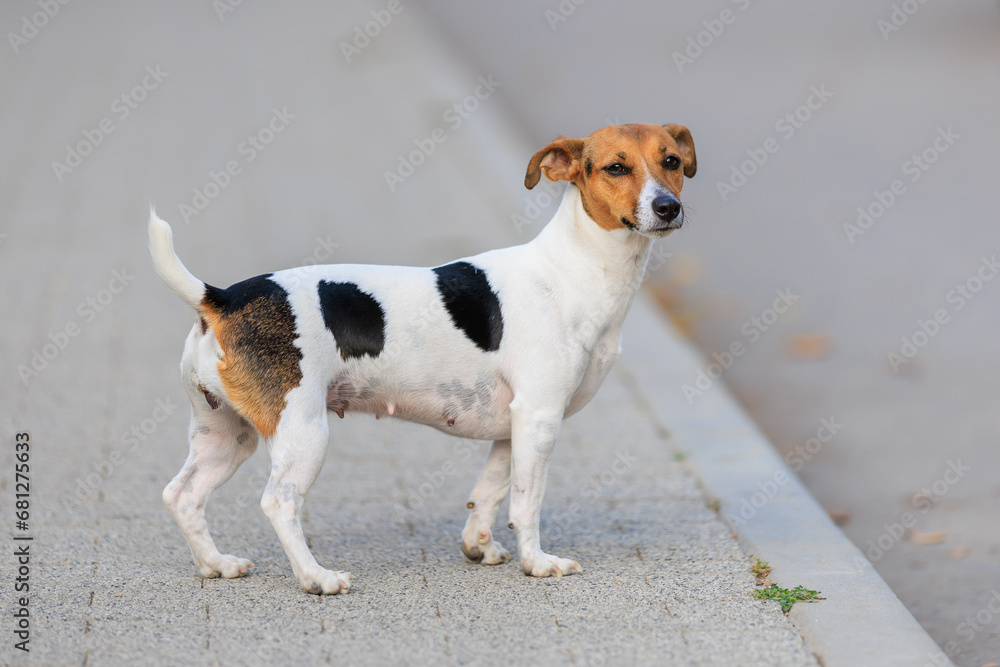 A cute Jack Russell Terrier dog walks along the sidewalk. Pet portrait with selective focus and copy space A cute Jack Russell Terrier dog walks along the sidewalk. Pet portrait with selective focus and copy space