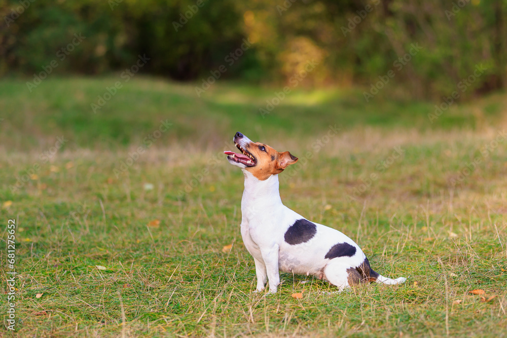 A cute Jack Russell Terrier dog is training in nature. Pet portrait with selective focus A cute Jack Russell Terrier dog is training in nature. Pet portrait with selective focus