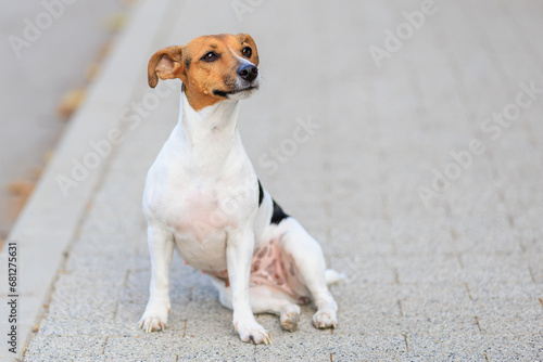 A cute Jack Russell Terrier dog sits funny on the sidewalk. Pet portrait with selective focus