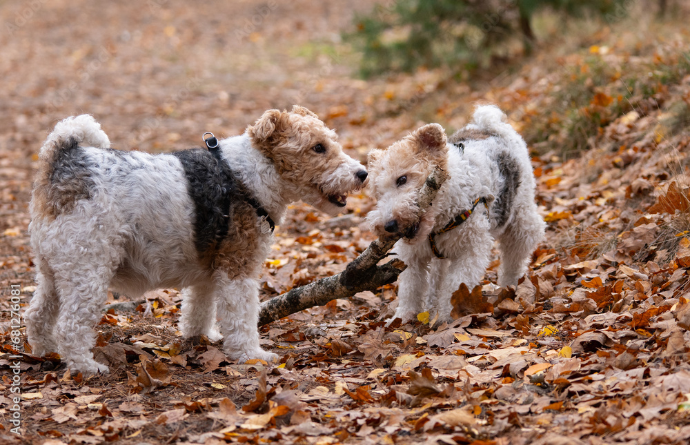 Two dogs play with a stick in the autumn park. Airedale Terrier Two dogs play with a stick in the autumn park. Airedale Terrier
