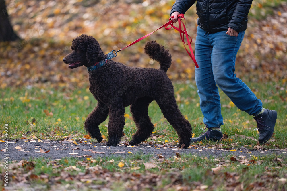 black poodle dog walking in the park on a leash in autumn black poodle dog walking in the park on a leash in autumn