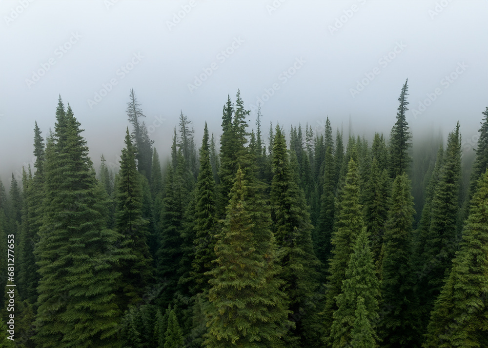 pine forest in the fog seen from the air pine forest in the fog seen from the air
