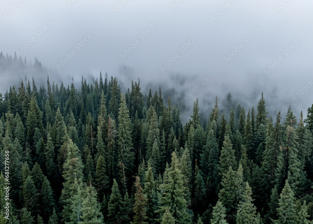 pine forest in the fog seen from the air pine forest in the fog seen from the air