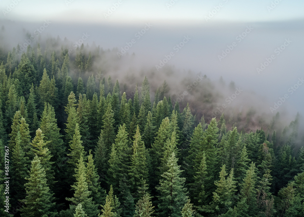 pine forest in the fog seen from the air pine forest in the fog seen from the air
