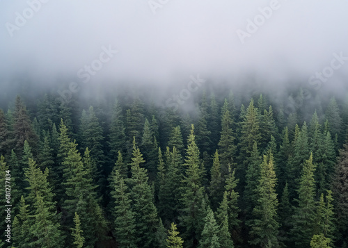 pine forest in the fog seen from the air © Tropic Audiovisual
