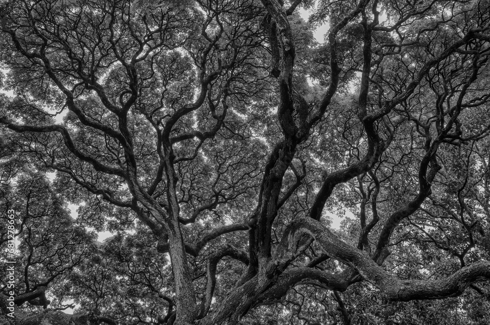 Tropical Monkery Pod Tree Canopy Under Overcast Skies in Black and White. Tropical Monkery Pod Tree Canopy Under Overcast Skies in Black and White.