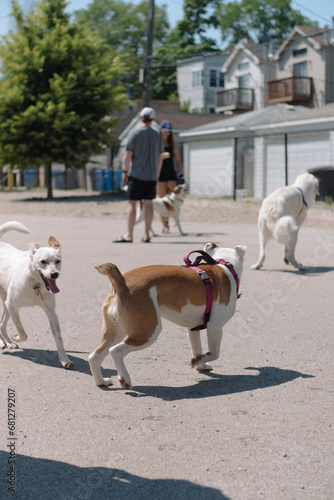 3 dogs playing in dog park