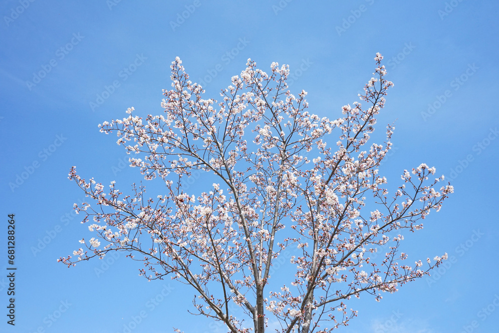 桜　品種はソメイヨシノ　4月撮影