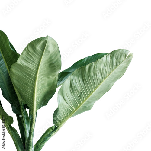 green leaf transparent background photo