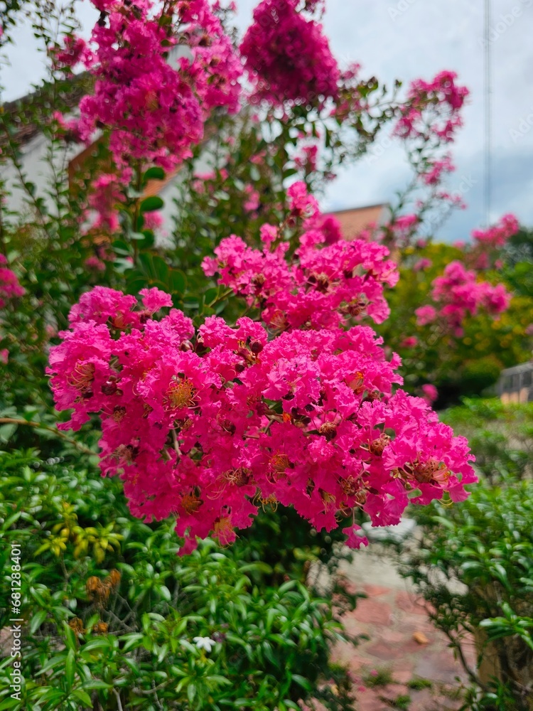 Pink flowers of Lagerstroemia speciosa in the garden