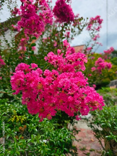 Pink flowers of Lagerstroemia speciosa in the garden