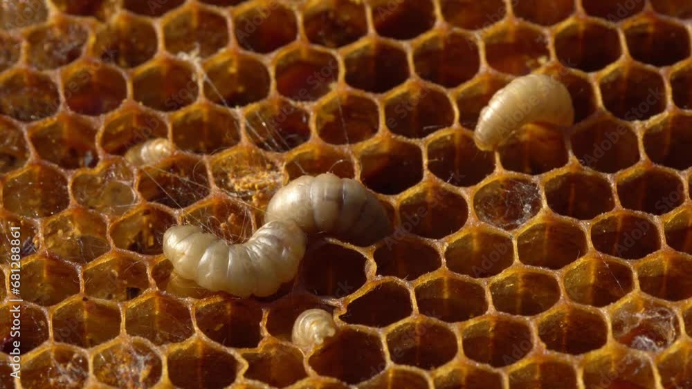 Vidéo Stock Wax Moths in Beehive. The larvae or caterpillar feed on
