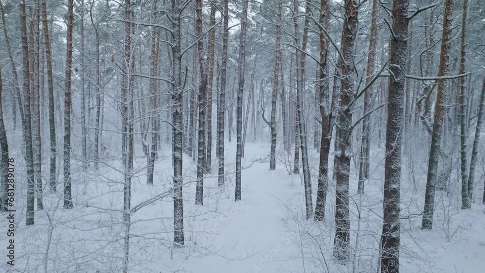 Snow storm winter fall white weather aerial view season forest branch Snow storm winter fall white weather aerial view season forest branch