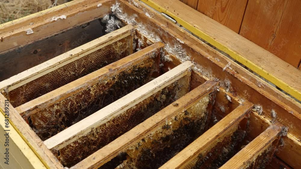 Wax moth a beekeeping pest. Combs infested with wax moth. Damage caused