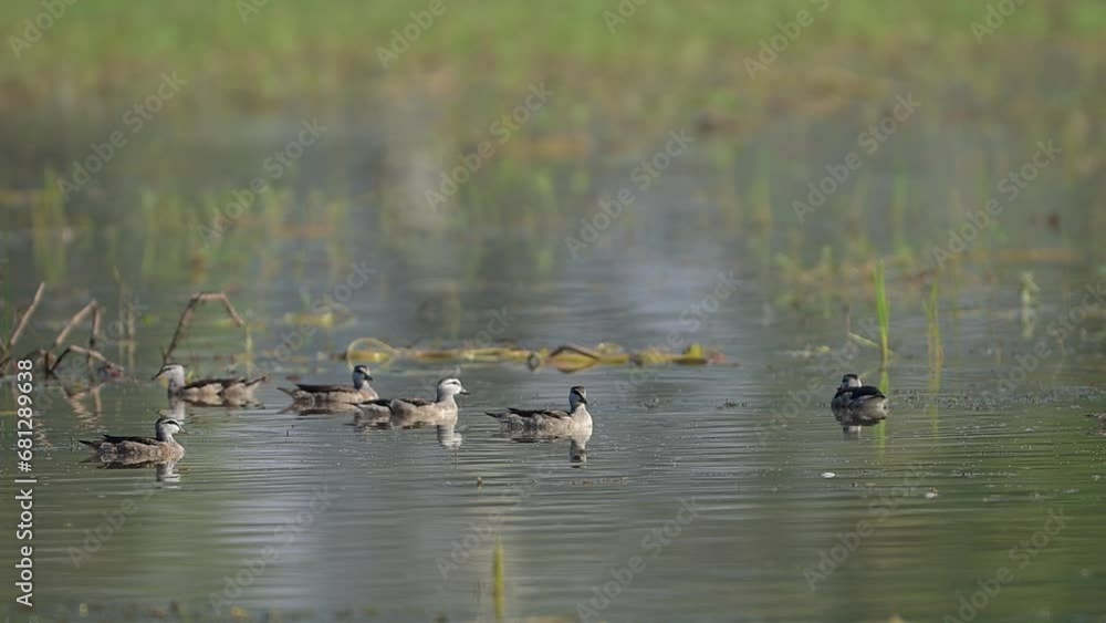 Flock of Cotton pygmy goose feeding in morning in Wetland Flock of Cotton pygmy goose feeding in morning in Wetland