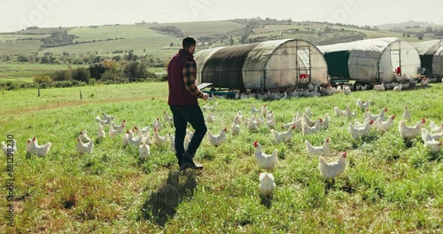 Chicken, farm and man in field for inspection, animal health and sustainable farming. Agriculture, countryside and farmer with checklist walking with livestock for agro business, ecology and poultry photo