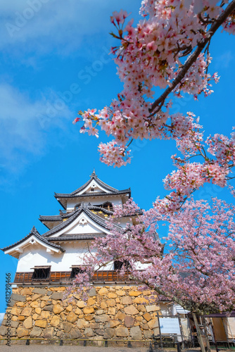 Hikone Castle in Shiga Prefecture during full bloom cherry blossom season